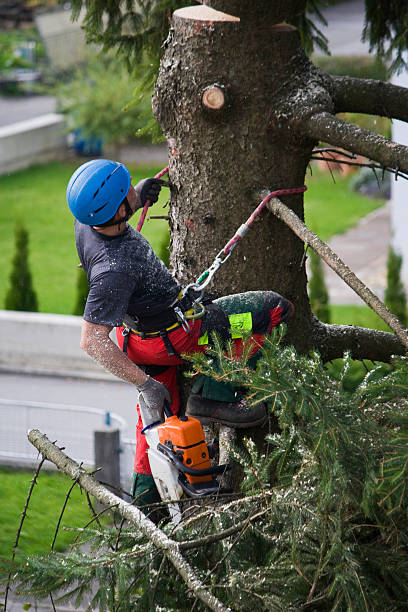 Best Stump Grinding and Removal  in Quincy, IL